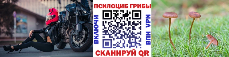 где найти   Мыски  МЕГА ССЫЛКА  Галлюциногенные грибы Psilocybe 